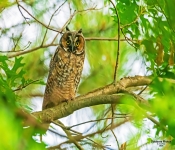Long EaredOwl600